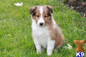 Clark - Sheltie Male
